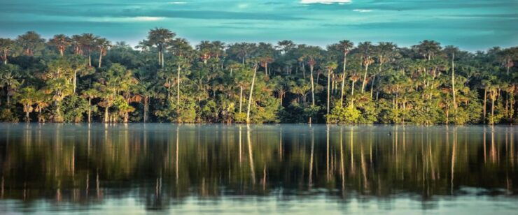 Jungle Tambopata 2D Monkey Island Search for Alligators - Activity Details