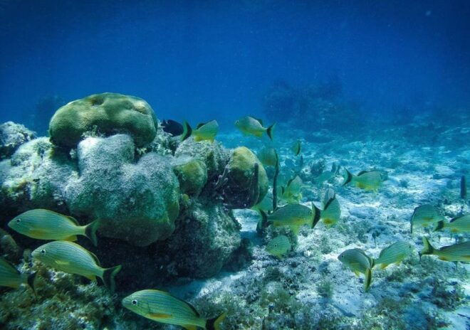 Jungle Tour: Drive a Speedboat and Snorkel in Cancun - Age and Weight Restrictions