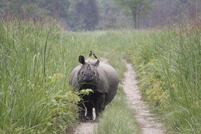 Jungle Towernight Stay In Chitwan National Park ,nepal-2 Nights 3 Days Package - Common Questions