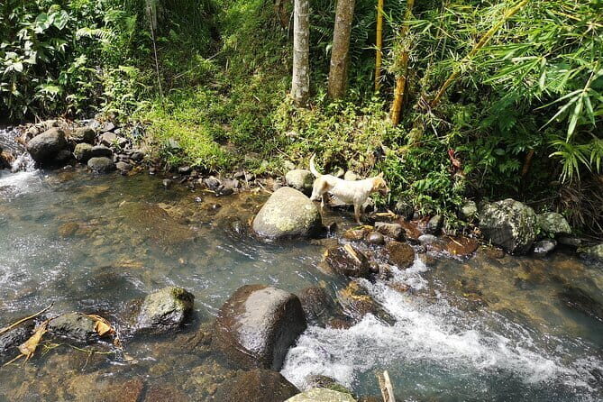 Jungle Trekking at Mt. Batukaru, scenic Waterfall & village life - Who Is This Tour Best For?