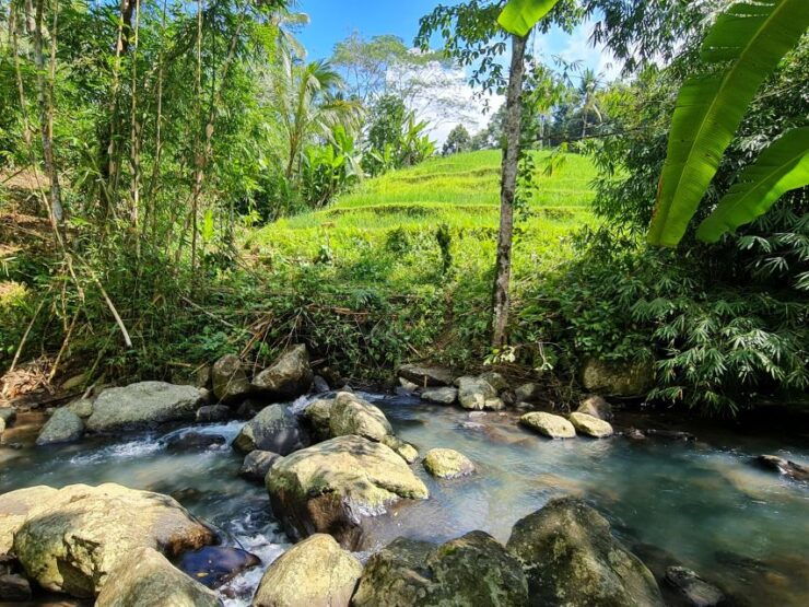 Jungle Trekking at Mt. Batukaru, Scenic Waterfall & Village - Experience Highlights