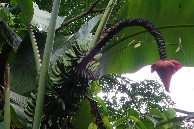 Jungle Trekking - Preparing for a Jungle Trekking Adventure