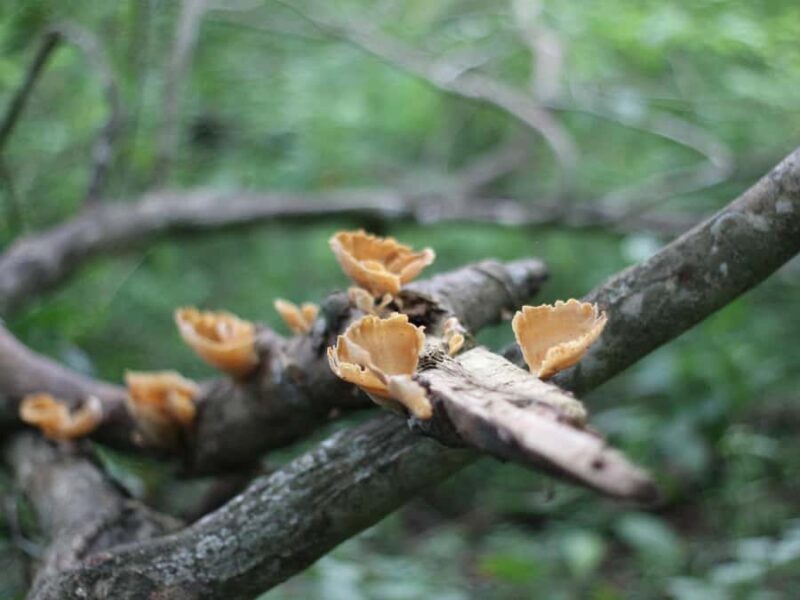 Jungle Trekking West Bali National Park - FAQ