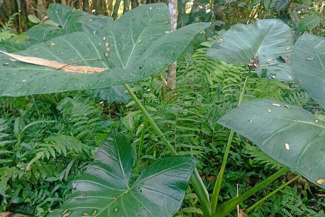 Jungle Trekking With Jatiluwih Unesco Heritage Site in Tabanan - The Experience: A Deep Dive into What You Can Expect