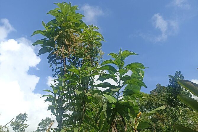 Jungle Trekking With Jatiluwih Unesco Heritage Site in Tabanan - Who Would Love This Tour?