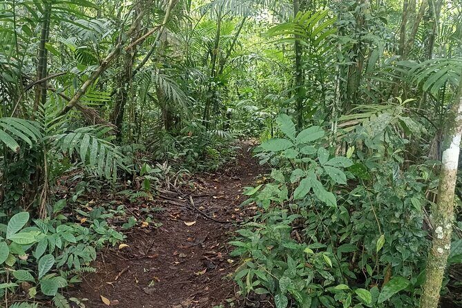 Jungle Trekking With Jatiluwih Unesco Heritage Site in Tabanan - The Sum Up