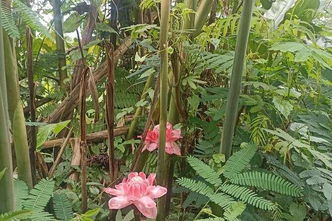 Jungle Trekking With Jatiluwih Unesco Heritage Site in Tabanan - Final Thoughts: Who Will Love This Tour?