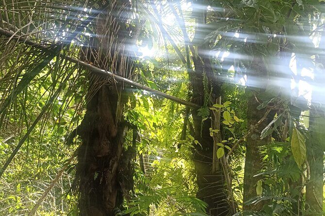 Jungle Trekking With Jatiluwih Unesco Heritage Site in Tabanan - FAQs