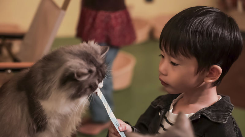 Just Cats Entrance Ticket - Should you book this cat café visit?