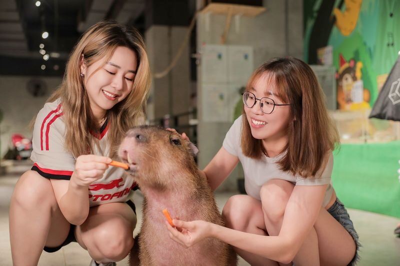 Just Farm by Just Pets Megastore Ticket - Start with the animals that draw children in