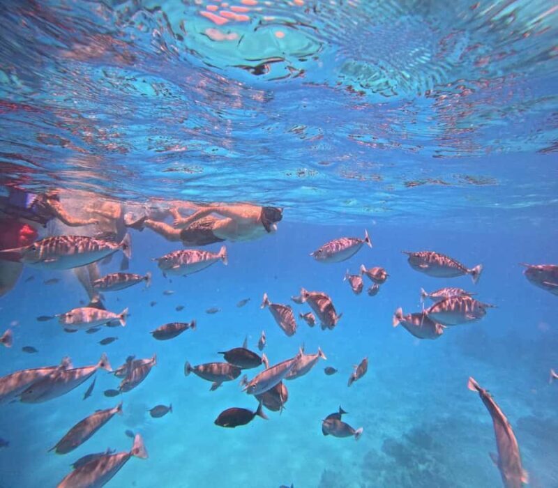 kaafu tour with lunch - Introduction: A Taste of the Maldives’ Marine Magic