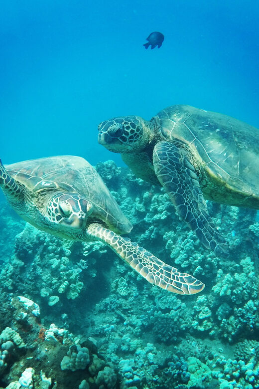 Ka'anapali Beach: Coral Reef Snorkel and Turtle Spotting - Why This Snorkel Tour Offers Great Value