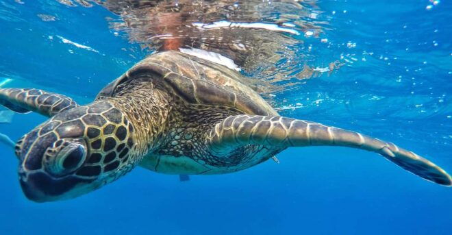 Kaanapali Beach: Express Snorkel Trip - Customer Ratings and Feedback