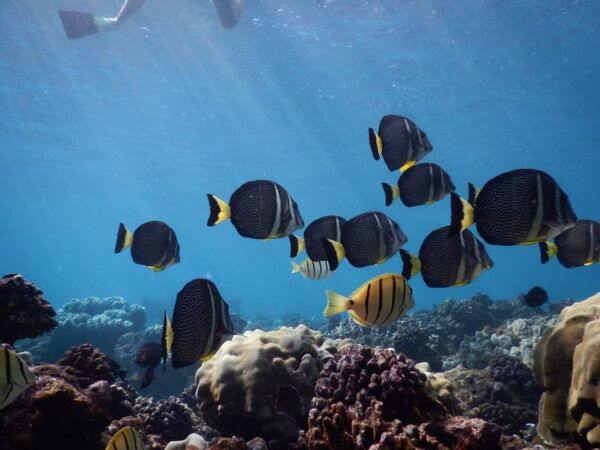 Kaanapali Beach: Express Snorkel Trip - Frequently Asked Questions