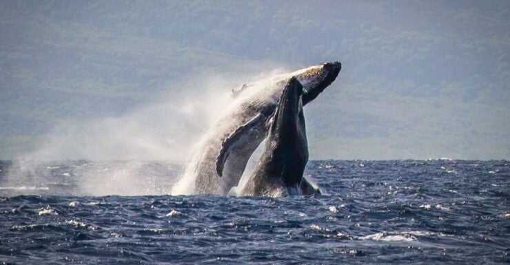 Kaanapali: Whale Watching Cruise With Open Bar - Experience