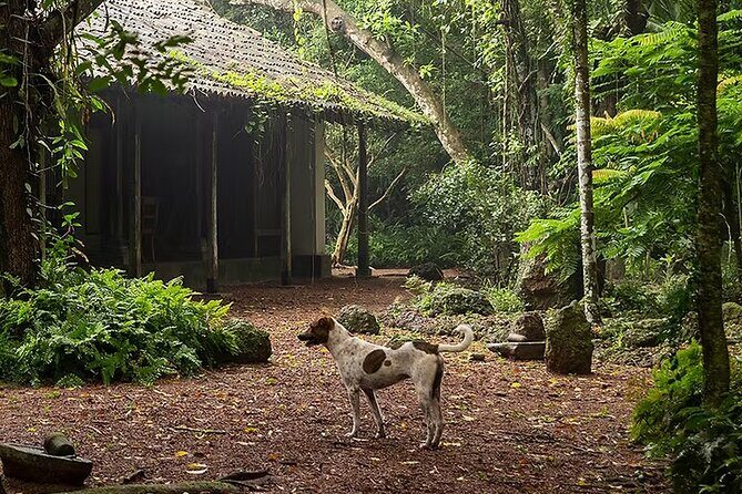 Kadadasi and the Backyard Forest - Good To Know