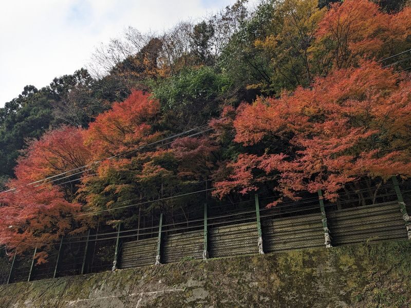 Kagawa/Kotohira Departure/Arrival: Half-Day Bus Tour of Secret Scenery: Oboke Gorge & Kazura Bridge - A useful half-day, with a clear limit