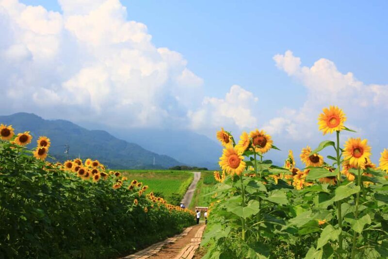 Kagawa: Manno Town Sunflower Fields E-Bike Rental - An Honest Look at the Sunflower E-Bike Tour in Manno Town