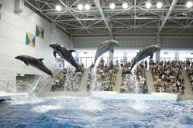 Kagoshima Aquarium Admission Ticket - The Sum Up