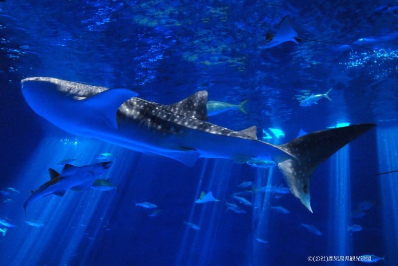 Kagoshima City Aquarium Ticket in Kyushu - Key points before you go