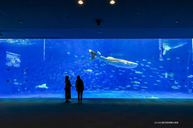 Kagoshima City Aquarium Ticket in Kyushu - Explore seven floors at an easy pace