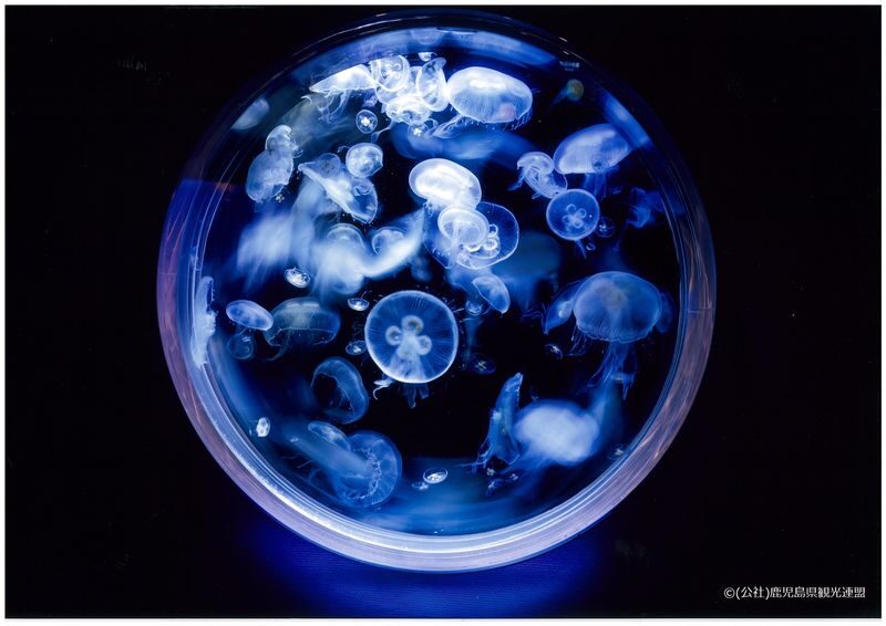 Kagoshima City Aquarium Ticket in Kyushu - Add a view of Sakurajima to the visit