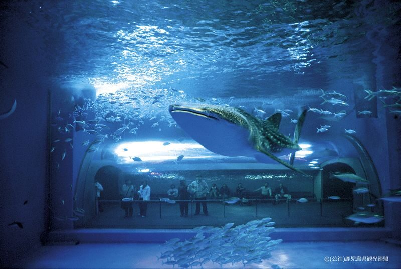 Kagoshima City Aquarium Ticket in Kyushu - Plan the trip from central Kagoshima