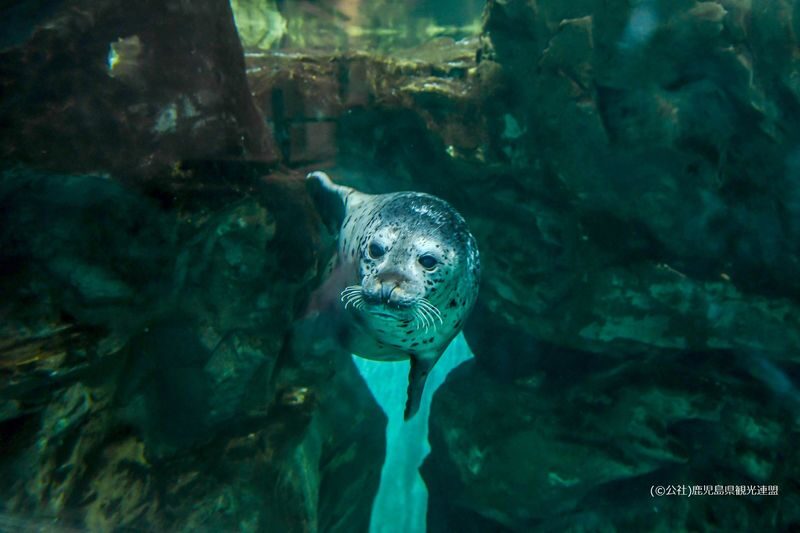 Kagoshima City Aquarium Ticket in Kyushu - Is the ticket worth the price?