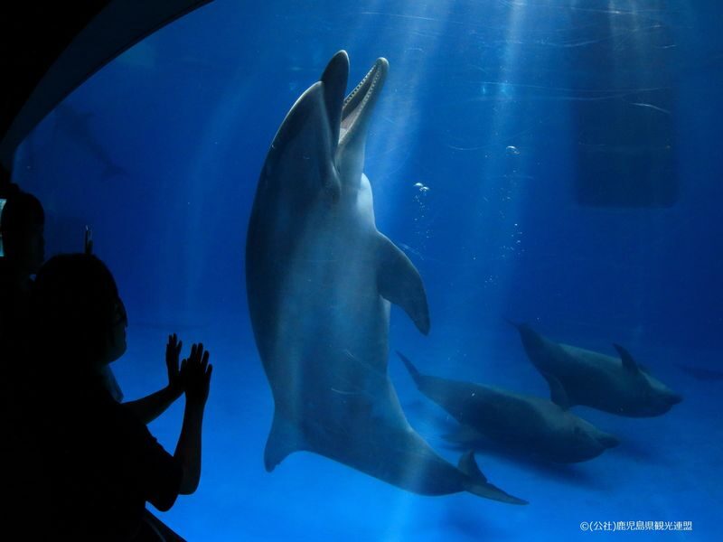 Kagoshima City Aquarium Ticket in Kyushu - Who should book Kagoshima City Aquarium?