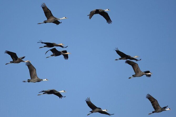 Kagoshima Crane Watching Tour (Nov. - Feb.) - Who Should Consider This Tour?