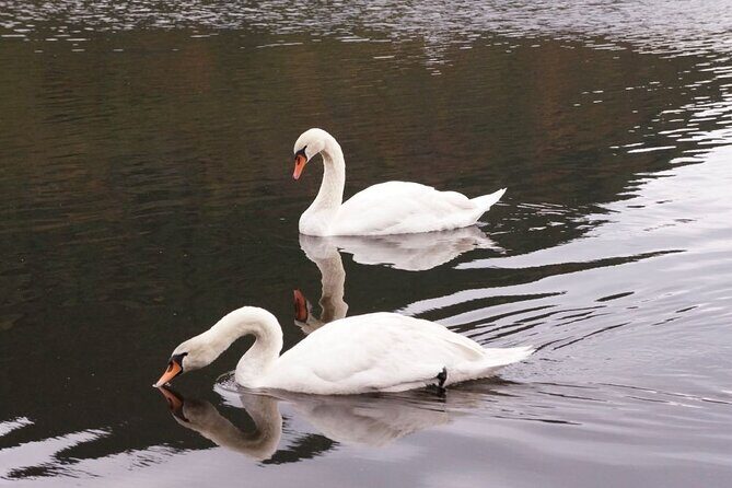 Kagoshima Crane Watching Tour (Nov. - Feb.) - The Sum Up