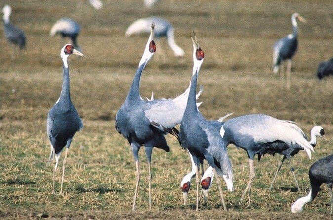 Kagoshima Crane Watching Tour (Nov. - Feb.) - FAQs