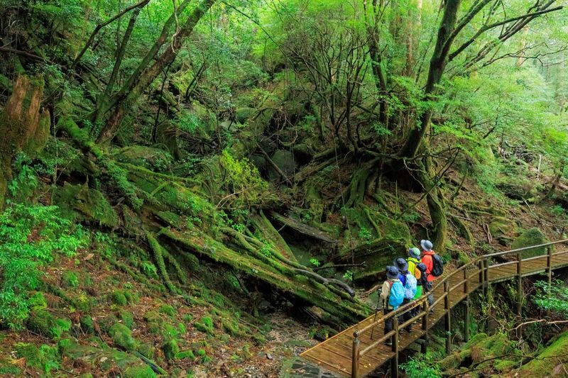 Kagoshima Day Tour: Hike World Heritage Yakushima by Express Jetfoil - At a glance