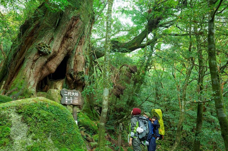Kagoshima Day Tour: Hike World Heritage Yakushima by Express Jetfoil - The jetfoil makes a far-flung island possible in a day