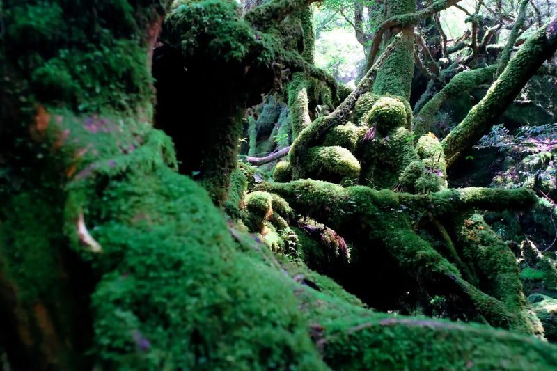 Kagoshima Day Tour: Hike World Heritage Yakushima by Express Jetfoil - Shiratani Unsuikyo’s cedar trail and mossy forest