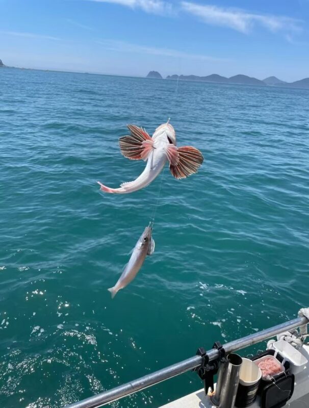 Kagoshima Shinko/Ibusuki Yamakawa Port/Kirishima Hayato Port Shared Fishing Trip: Kagoshima Shared Fishing Experience (Guaranteed Departure for 1 Person, Hotel Transfer, Free Fishing Gear, Fish Handling, Multiple Ports to Choose From) - Weather, confirmation, and other practical details