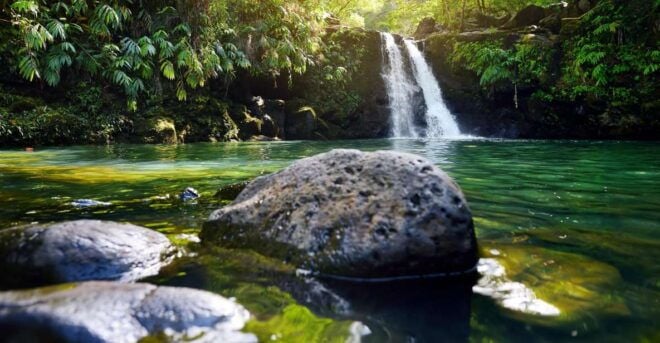 Kahului: Guided Rainforest and Waterfall Walk - Customer Reviews