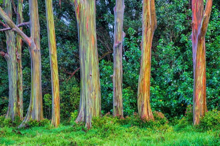 Kahului: Self-Driving Audio Tour of Road to Hana - Tour Highlights