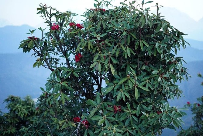 Kahun Danda Sunrise And Hiking Tour From Pokhara - Common Questions