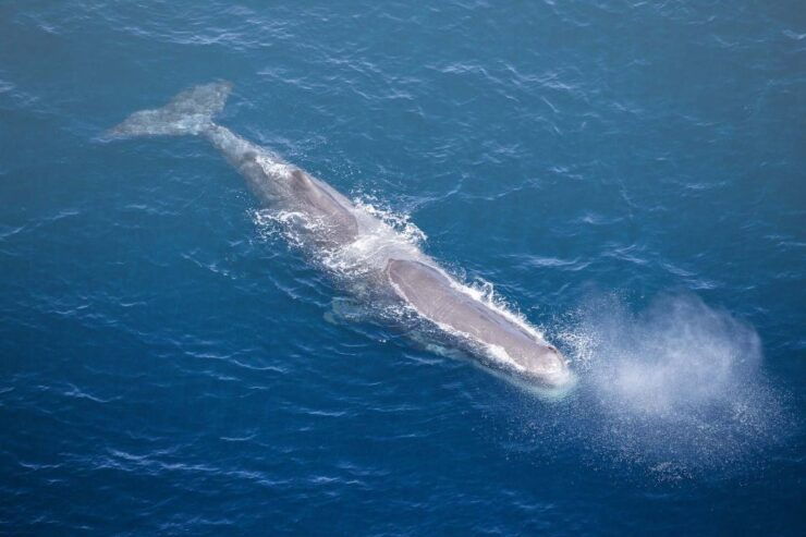 Kaikōura: 45-Minute Whale Watching Helicopter Tour - Activity Highlights