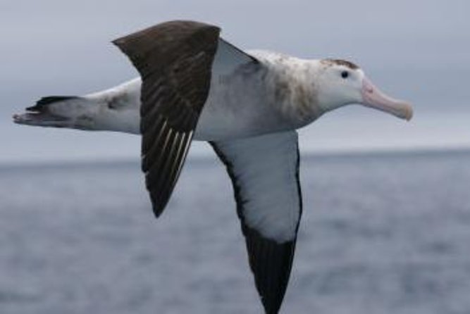 Kaikoura Albatross Encounter Tour From Christchurch - Tour Details