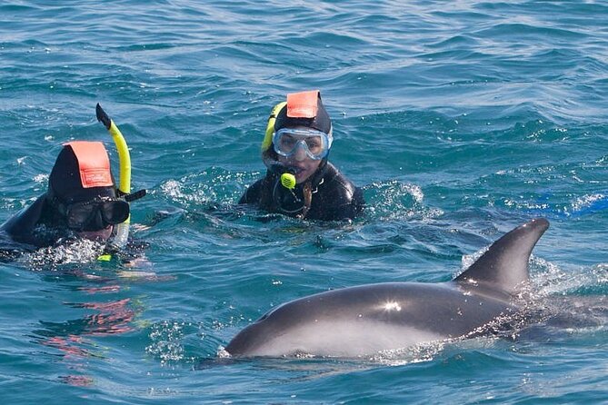 Kaikoura Day Tour With Dolphin Encounter From Christchurch - Overview of Kaikoura Day Tour