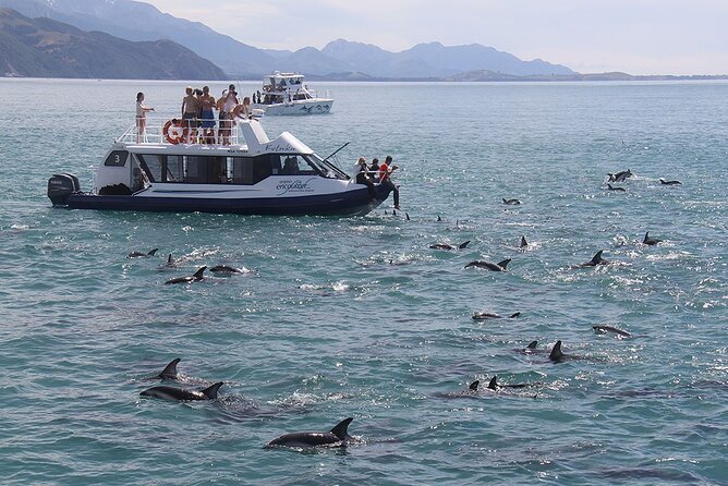 Kaikoura Day Tour With Dolphin Encounter From Christchurch - Whale Watching Excursion