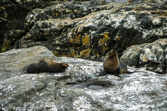 Kaikoura Day Tour With Dolphin Encounter From Christchurch - Wildlife Spotting Opportunities
