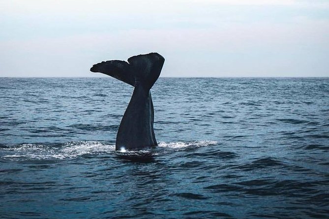Kaikoura Day Tour With Whale Watching - Tour Details