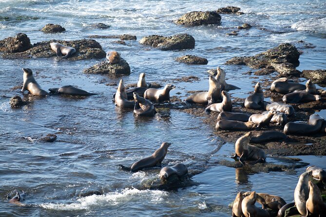 Kaikoura Day Trip From Christchurch (Small Group & Carbon Neutral) - Pickup Points