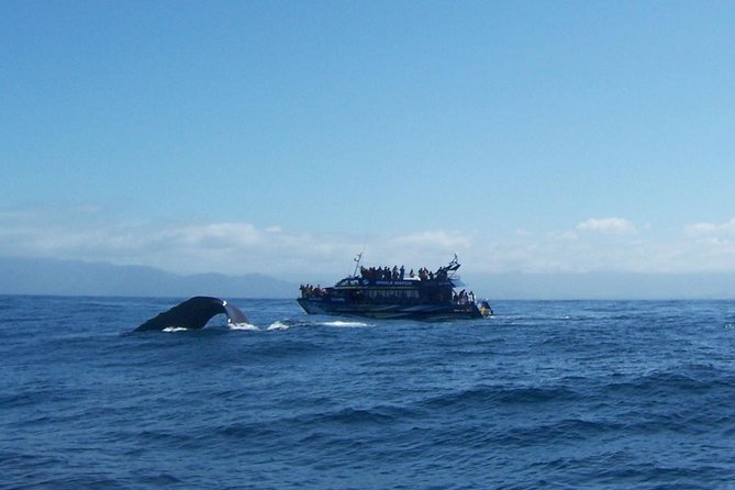 Kaikoura Day Trip - Whales Encounter - Whale Watching Experience Details