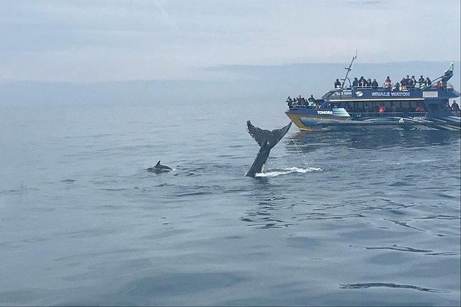 Kaikoura Day Trip - Whales Encounter - Pickup and Start Time Details