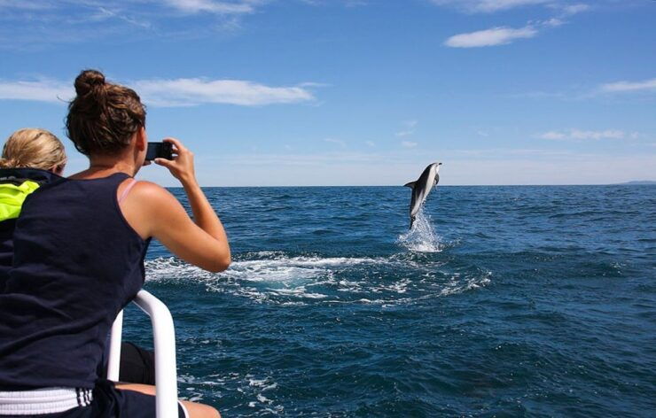 Kaikoura: Dolphin Encounter Cruise - Activity Details