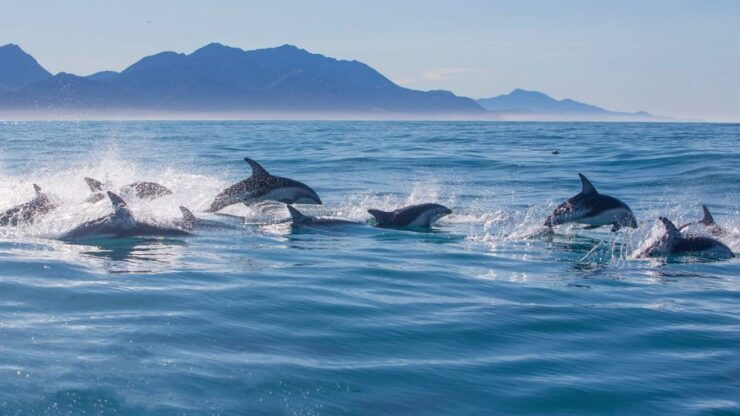 Kaikoura: Dolphin Encounter Cruise - Dolphin Encounter Experience